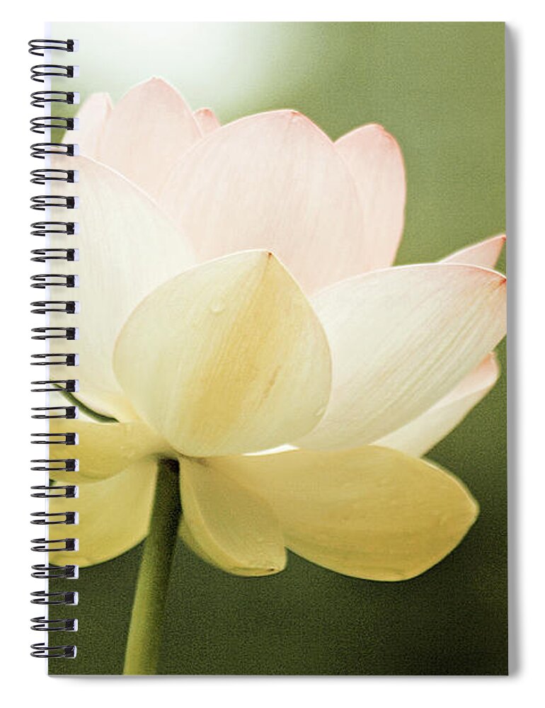 Lotus; Lotus Blossom; Water Lily; Water Lilies; Lily; Lilies; Flowers; Flower; Floral; Flora; White; White Water Lily; White Flowers; Green; Pink; Vintage; Simple; Decorative; Décor; Abstract; Close-up Spiral Notebook featuring the photograph Vintage Lotus by Tina Uihlein