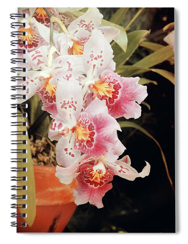 Pink Spiral Notebook featuring the photograph Vintage Orchids by Carolyn Stagger Cokley