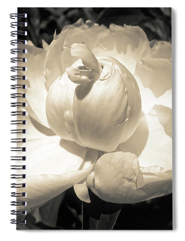 Peony Spiral Notebook featuring the photograph Vintage Peony by Onedayoneimage Photography