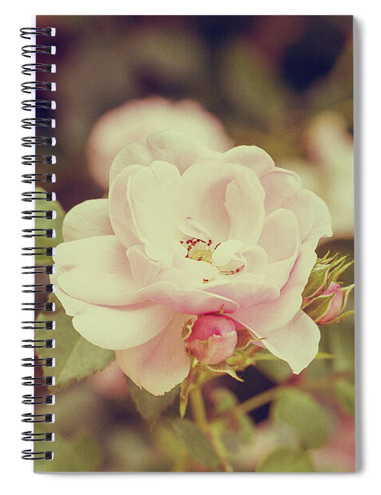 Rose Spiral Notebook featuring the photograph Vintage Pink Rose by Tanya C Smith