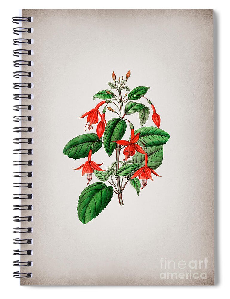 Vintage Spiral Notebook featuring the mixed media Vintage Standish's Fuchsia Flower Branch Botanical Illustration on Parchment by Holy Rock Design