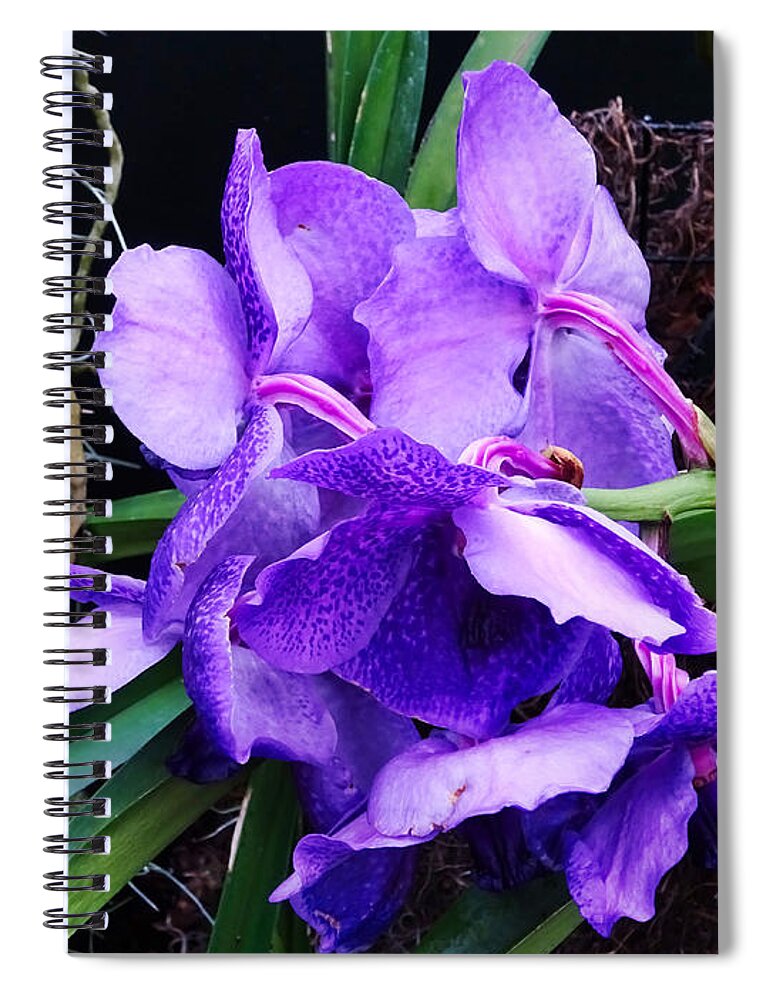 Flower Spiral Notebook featuring the photograph Violet Elephant Hiding by Russ Considine