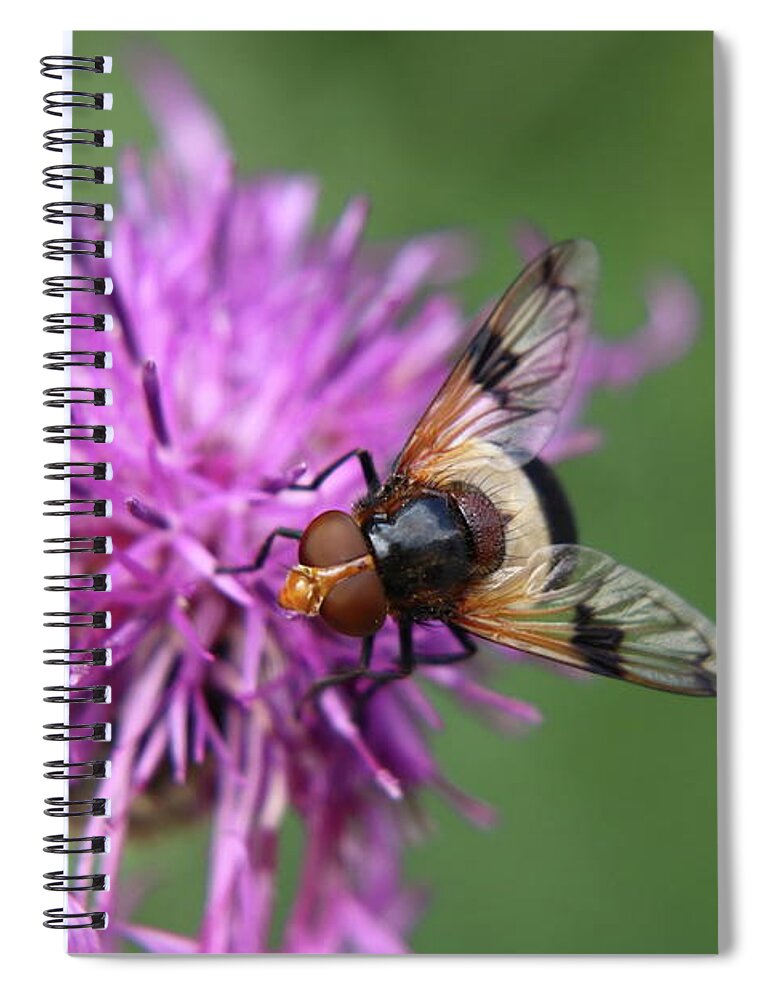 Volucella Pellucens Spiral Notebook featuring the photograph Volucella pellucens sitting and standing on red clover trying find some sweet by Vaclav Sonnek