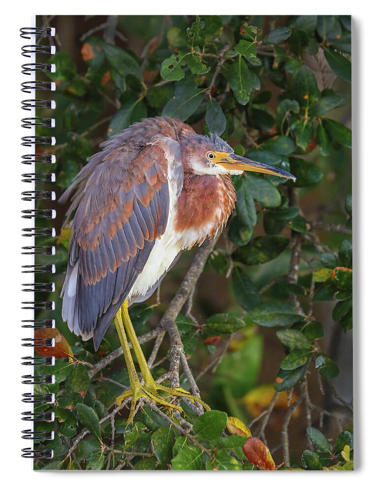 Tricolored Heron Spiral Notebook featuring the photograph Wakodahatchee Wetlands Tricolored Heron by Juergen Roth