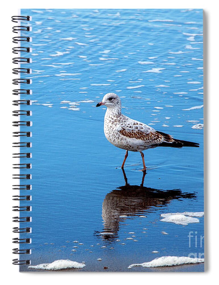 Walk Along The Shoreline Spiral Notebook featuring the photograph Walk Along the Shoreline, Beach, Ocean, Blue, Pacific Ocean, by David Millenheft