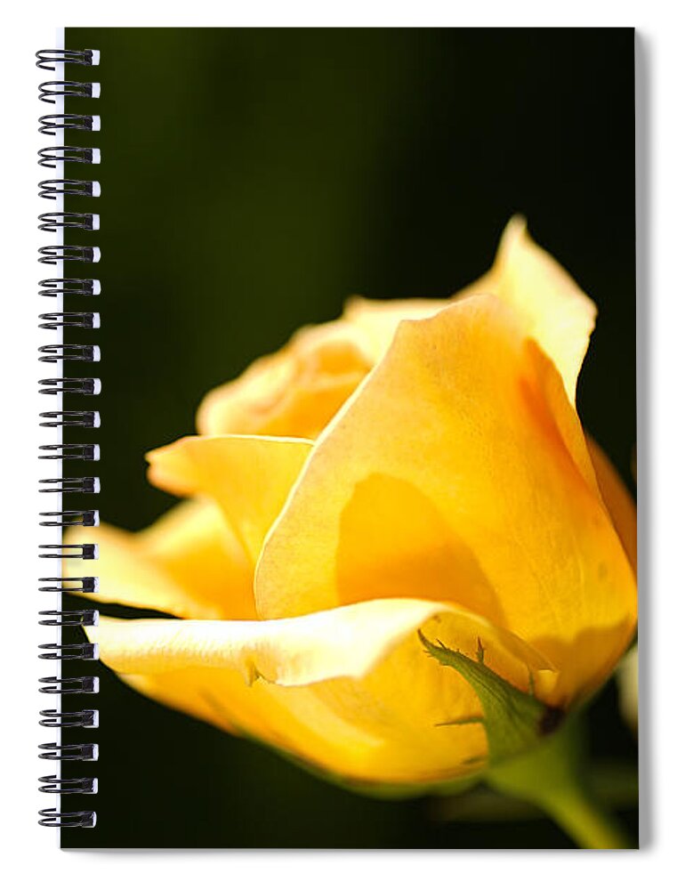 Warm Yellow Rose Bud Spiral Notebook featuring the photograph Warm Yellow Rose Bud by Joy Watson