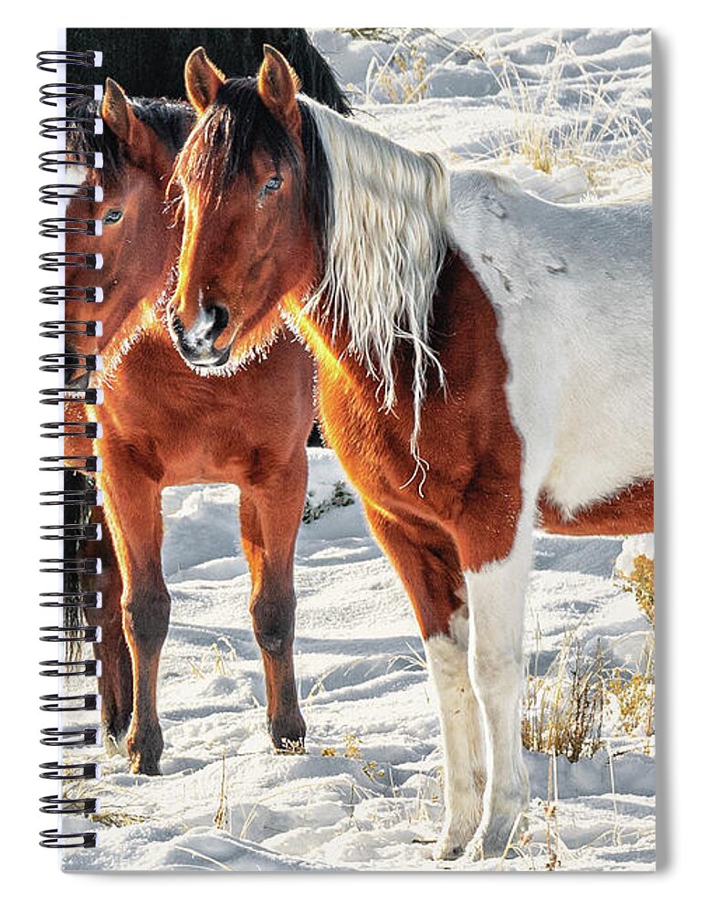 Wild Horses Spiral Notebook featuring the photograph Warming in the sun by Doug Sims