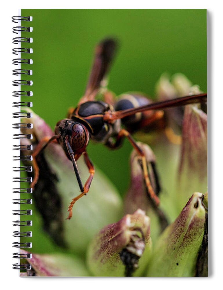 Insects Spiral Notebook featuring the photograph Wasp - Macro Photography by Amelia Pearn