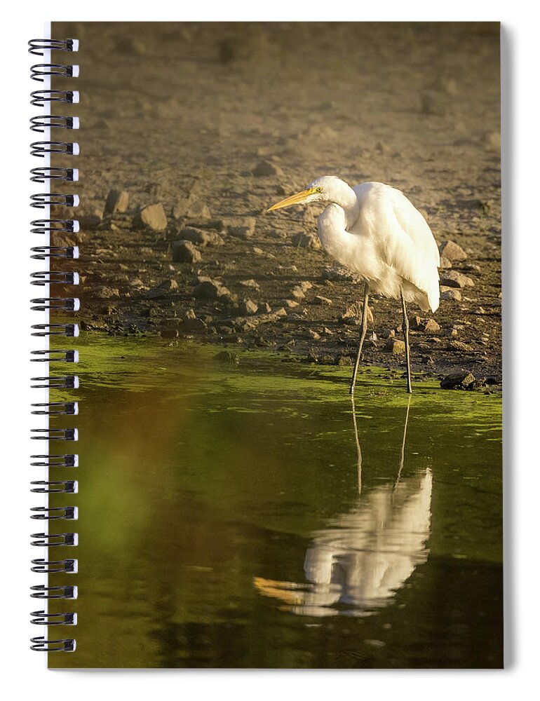 Watchful Egret Spiral Notebook featuring the photograph Watchful Egret by Jean Noren