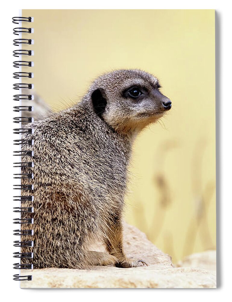Meerkat Spiral Notebook featuring the photograph Watchful meerkat keeps a lookout. by Jane Rix