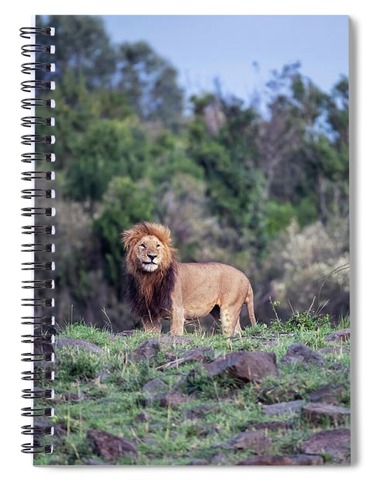 Africa Spiral Notebook featuring the photograph Watchful prime male lion in the Masai Mara, Kenya by Jane Rix