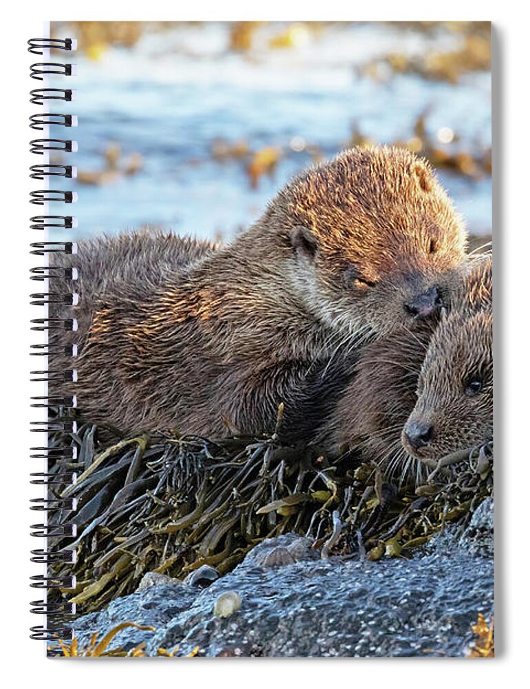 Otter Spiral Notebook featuring the photograph Watching The Tide Come In by Pete Walkden