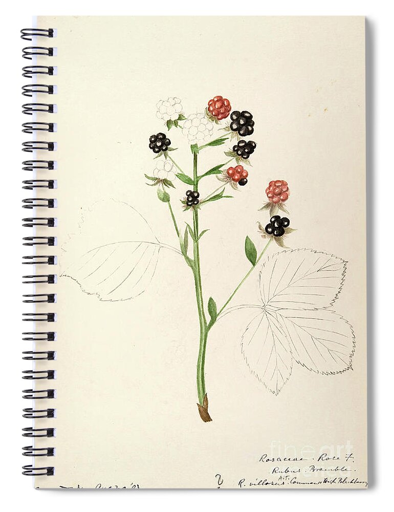 Water-color Spiral Notebook featuring the painting water-color sketches by Helen Sharp Vol 8 p24 by Botany