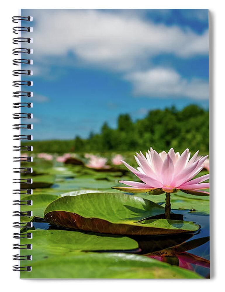 New Hampshire Spiral Notebook featuring the photograph Water Lilies on the Bellamy 2 by Jeff Sinon