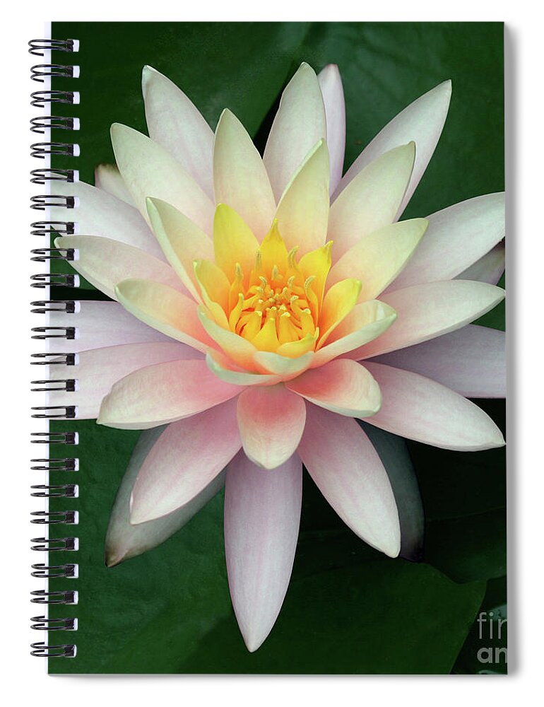 Water Lily; Water Lilies; Lily; Lilies; Flowers; Flower; Floral; Flora; White; White Water Lily; White Flowers; Green; Pink; Digital Art; Photography; Painting; Simple; Decorative; Décor; Macro; Close-up Spiral Notebook featuring the photograph Water Lily #2 by Tina Uihlein