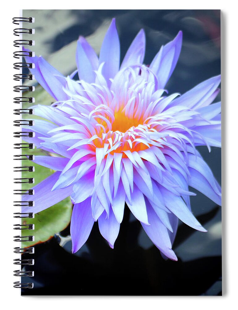 Water Lily Spiral Notebook featuring the photograph Water Lily at Naples 2 by David T Wilkinson