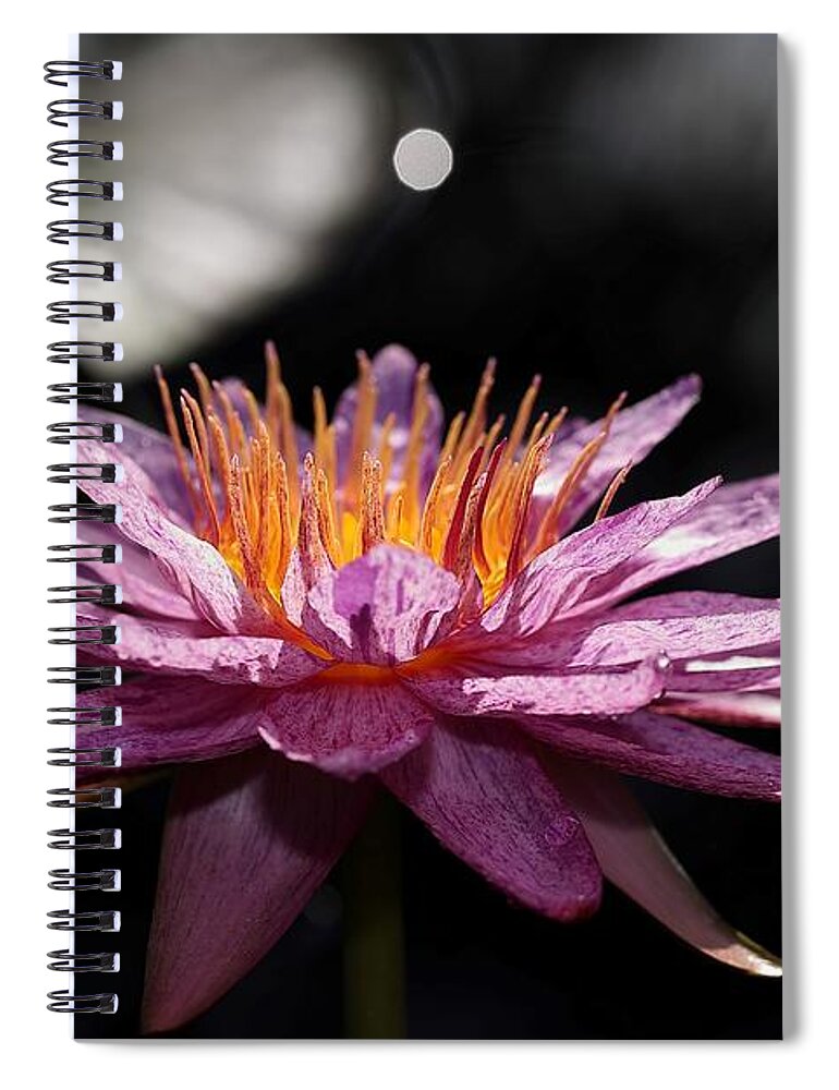 Water Lily Spiral Notebook featuring the photograph Water Lily in the Spotlight by Mingming Jiang