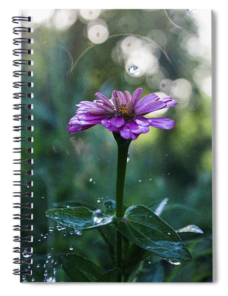 Waterdrops Spiral Notebook featuring the photograph Waterdrops and a Pink Common Zinnia by W Craig Photography