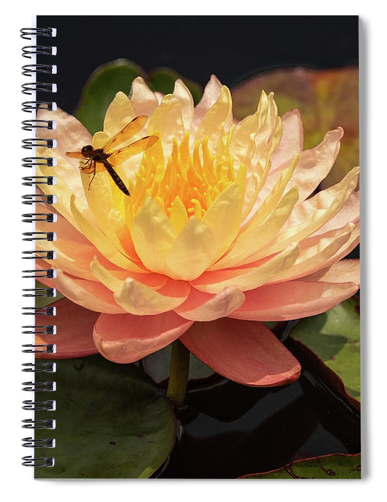 Flowers Spiral Notebook featuring the photograph Waterlily by Minnie Gallman