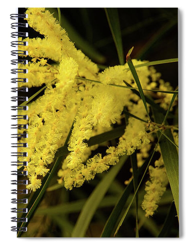Flora;plant;flower;acacia;wattle;yellow;wildflower Spiral Notebook featuring the photograph Wattle C02 by Werner Padarin