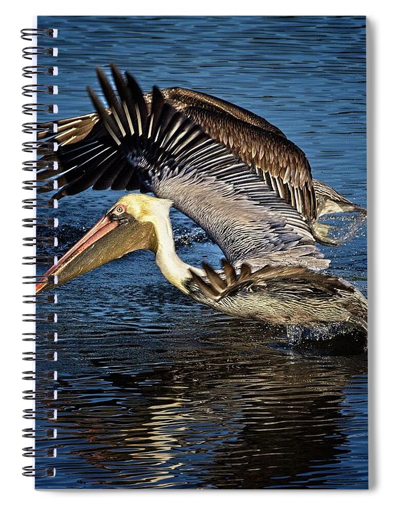 Brown Pelican Spiral Notebook featuring the photograph We Have Liftoff by Ronald Lutz