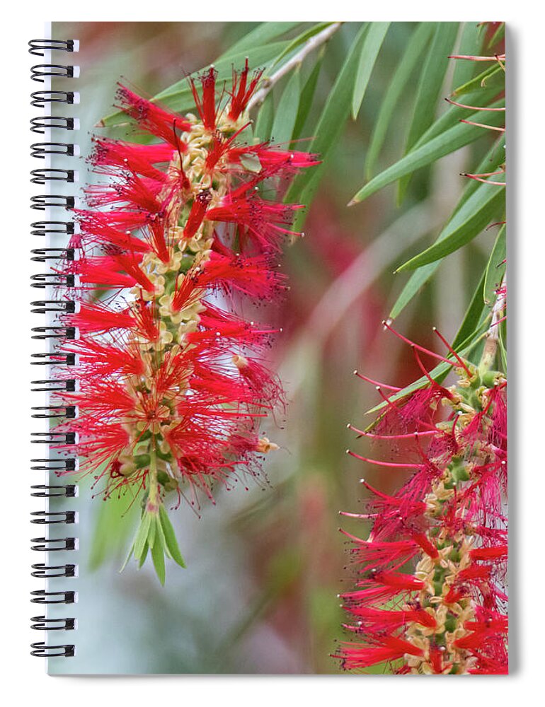 Beauty Spiral Notebook featuring the photograph Weeping Bottlebrush Bloom by Debra Martz