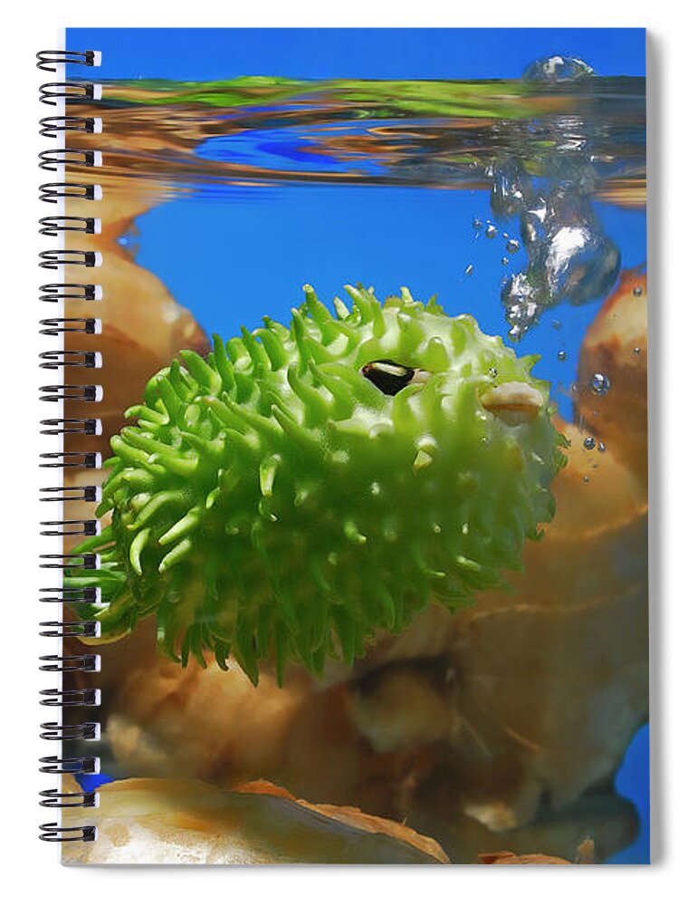 West Indian Gherkin Spiral Notebook featuring the photograph West Indian Gherkin Puffer Fish by Cacio Murilo De Vasconcelos