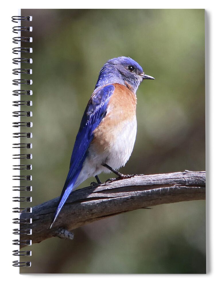 Western Bluebird Spiral Notebook featuring the photograph Western Bluebird by Perry Hoffman