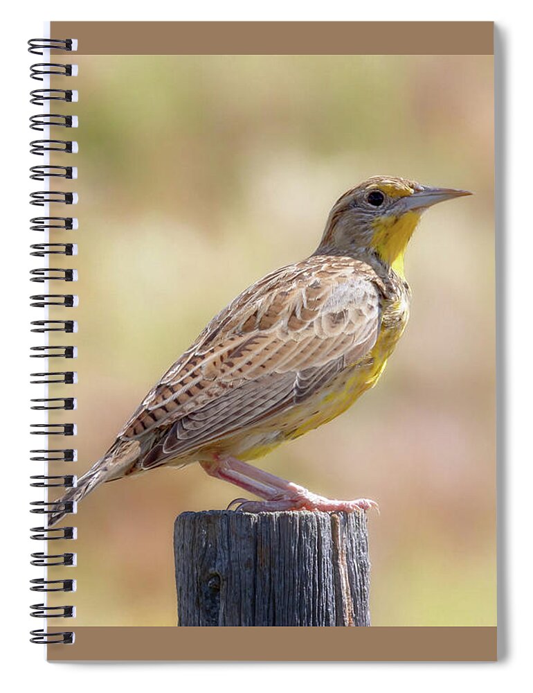 Western Meadowlark Spiral Notebook featuring the photograph Western Meadowlark - Nebraska Sandhills by Susan Rissi Tregoning