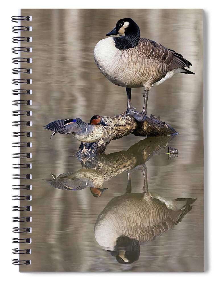 Goose Spiral Notebook featuring the photograph Reflection Ballet by Art Cole