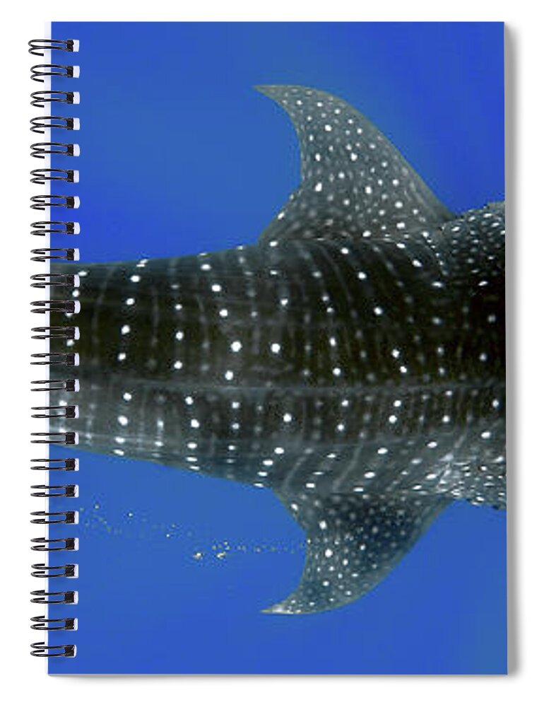 Whale Shark Spiral Notebook featuring the photograph Whale shark by Artesub