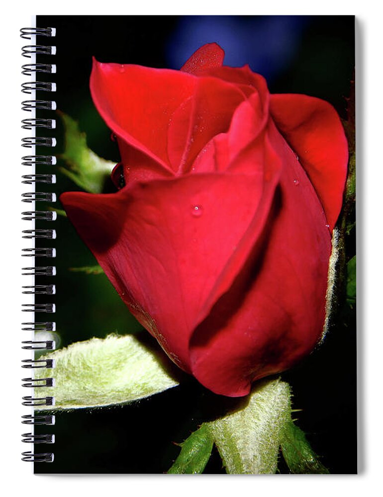 Knockout Rose Spiral Notebook featuring the photograph What a Knockout by Gena Herro