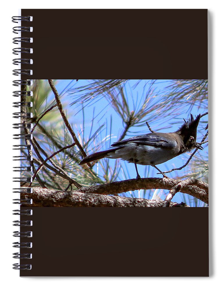 Bluejay Stellar's Bluejay Wild Bird Bird Nature Wildlife Wildlife Photography Nature Photography  Spiral Notebook featuring the photograph What is That? by Laura Putman