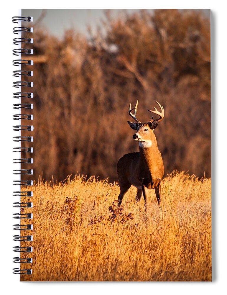 Colorado Spiral Notebook featuring the photograph What the buck by Edgar Estrada