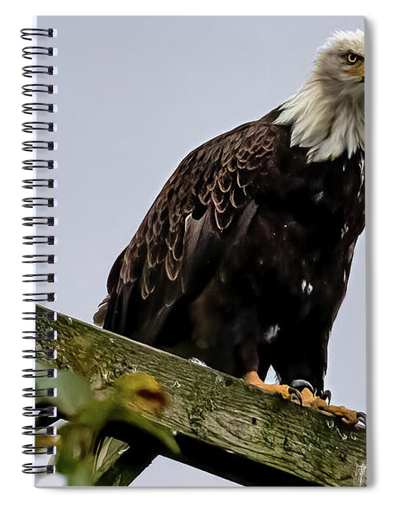  Spiral Notebook featuring the photograph What You Looking At Willis by Michael W Rogers