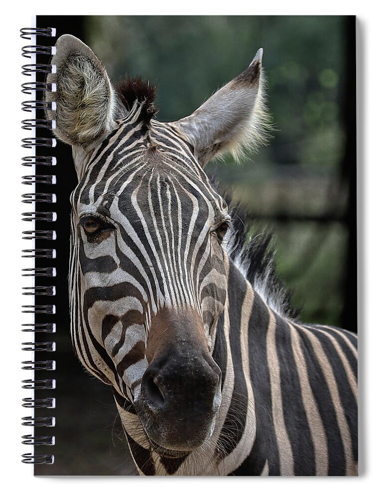 Zebra Spiral Notebook featuring the photograph Whatcha lookin at by M Kathleen Warren