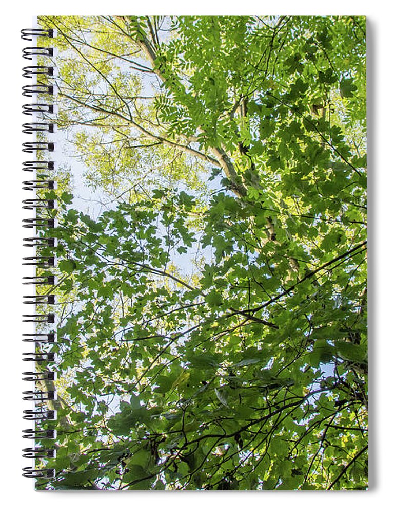 Whetstone Stray Spiral Notebook featuring the photograph Whetstone Stray Trees Fall 14 by Edmund Peston