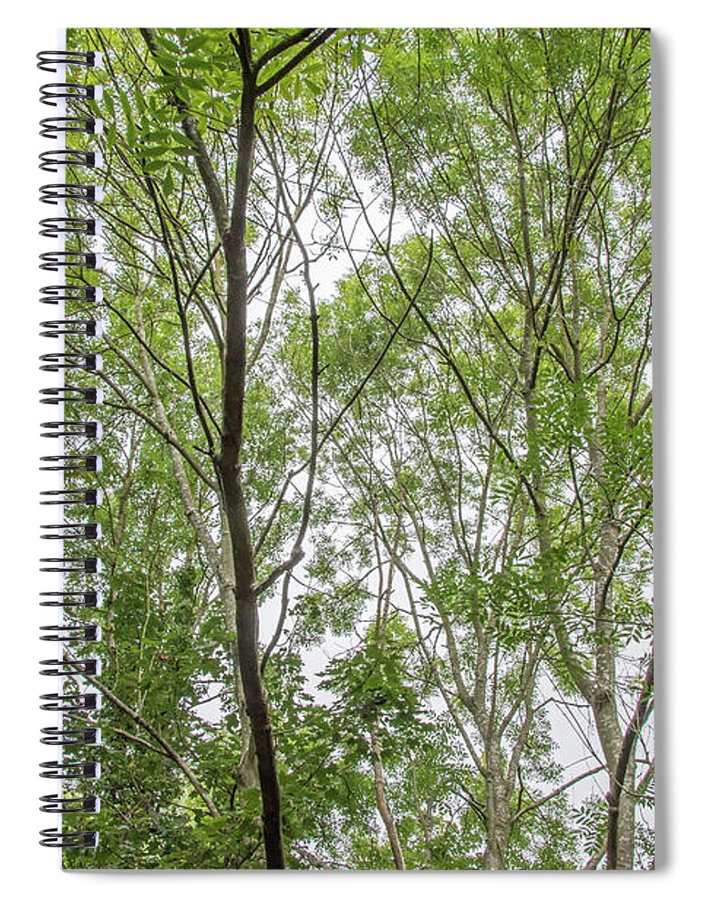 Whetstone Stray Spiral Notebook featuring the photograph Whetstone Stray Trees Fall 19 by Edmund Peston