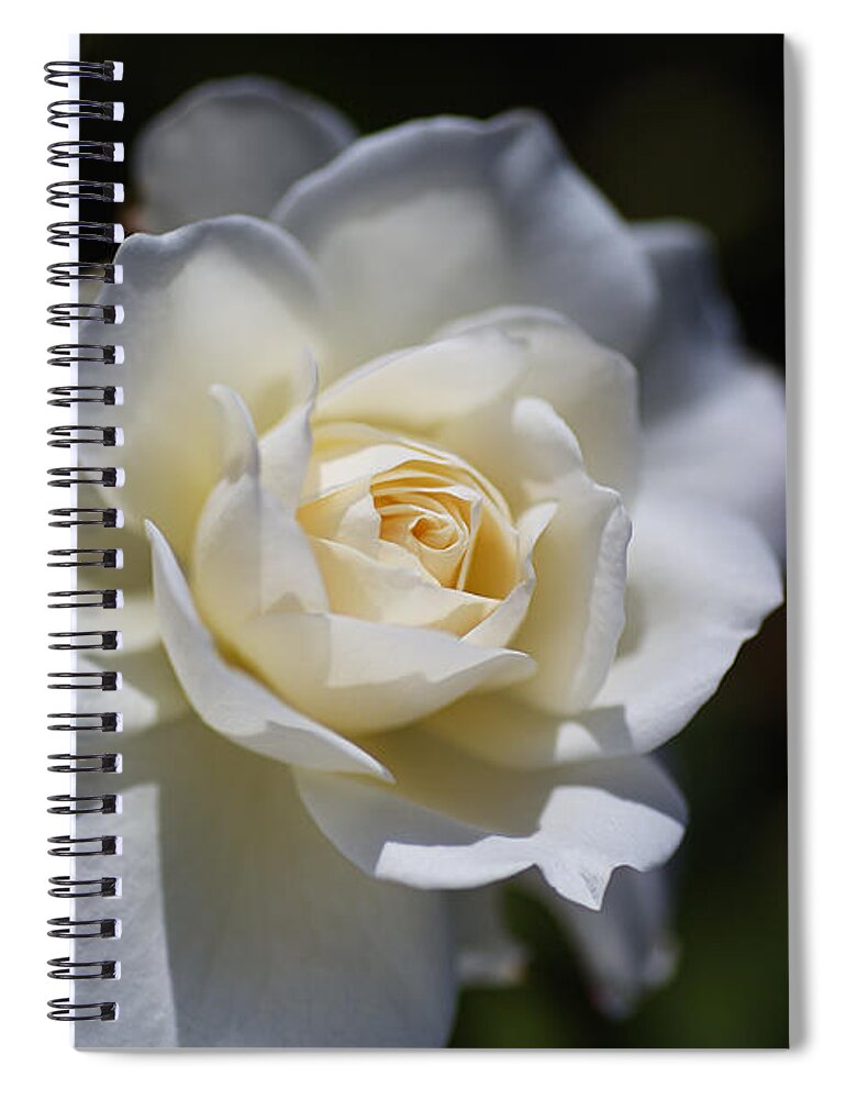 Floribunda Rose Spiral Notebook featuring the photograph White And Soft Rose by Joy Watson