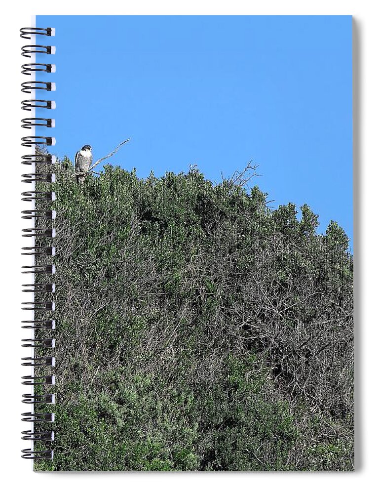 Batemans Bay Spiral Notebook featuring the photograph White-bellied sea eagle - Batemans Bay, Australia by Steven Ralser