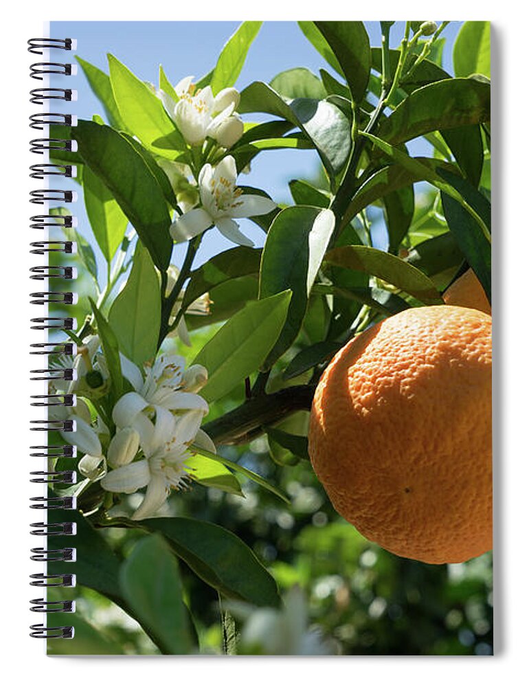 Orange Blossom Spiral Notebook featuring the photograph White blossoms, ripe oranges and floral beauty in the Mediterranean sunlight by Adriana Mueller