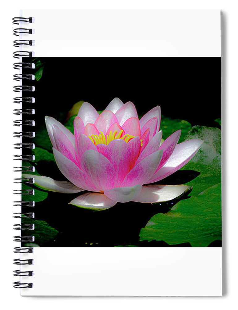 Water Spiral Notebook featuring the photograph White Bordered Water Lily by Diane Lindon Coy