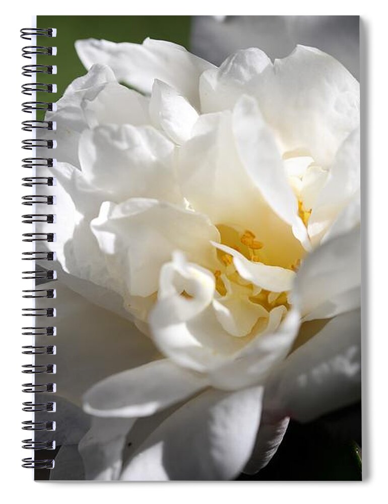 Camellia Spiral Notebook featuring the photograph White Camellia III by Mingming Jiang