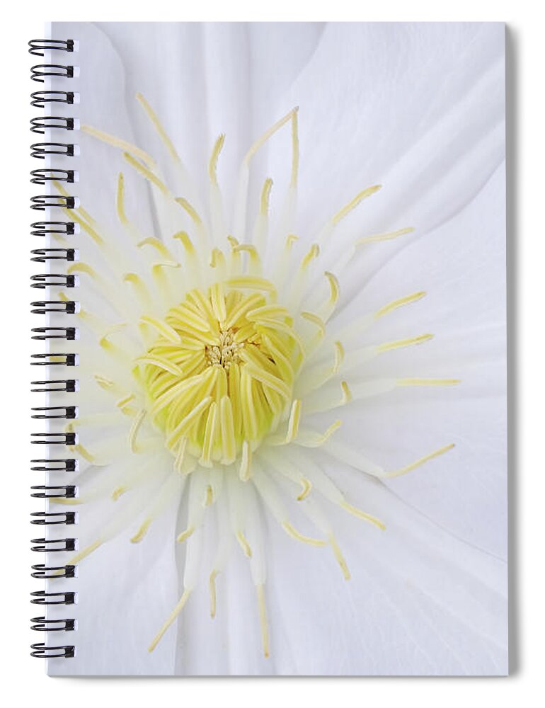 Clematis Spiral Notebook featuring the photograph White Clematis Flower by Ava Reaves