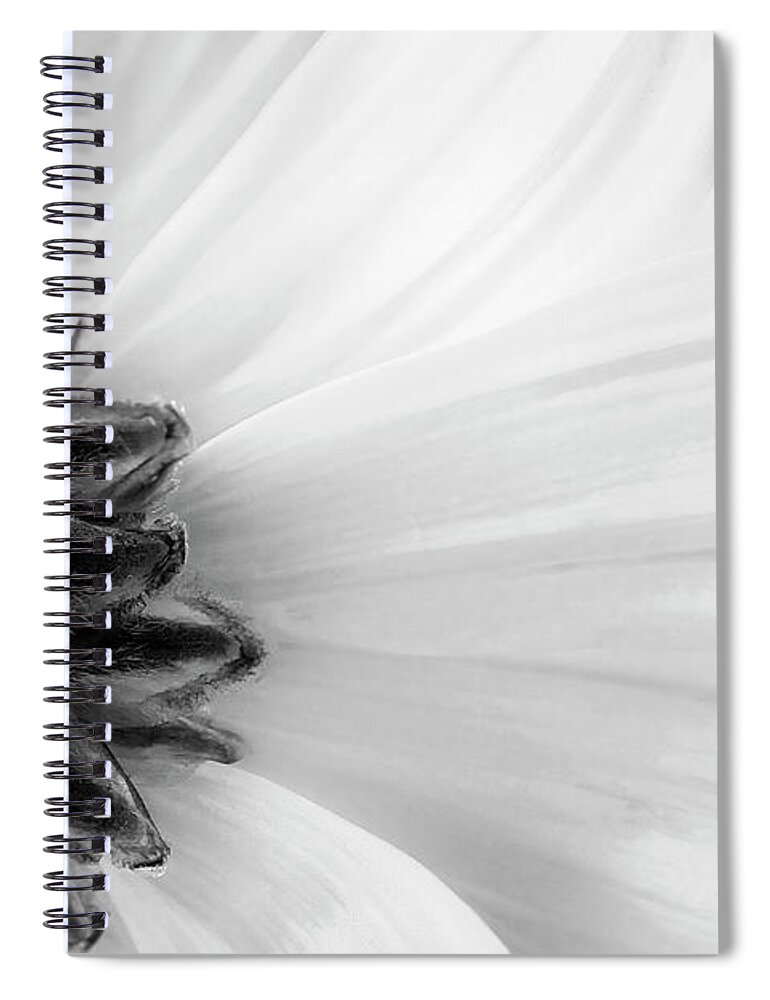 Gerbera Daisy Spiral Notebook featuring the photograph White Daisy by Cheryl Day