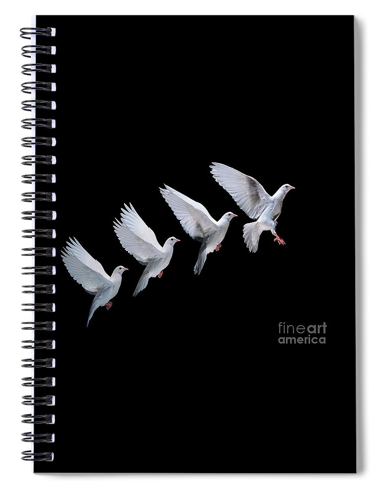 Columba Livia Spiral Notebook featuring the photograph White dove in flight multiple exposure 4 on black by Warren Photographic