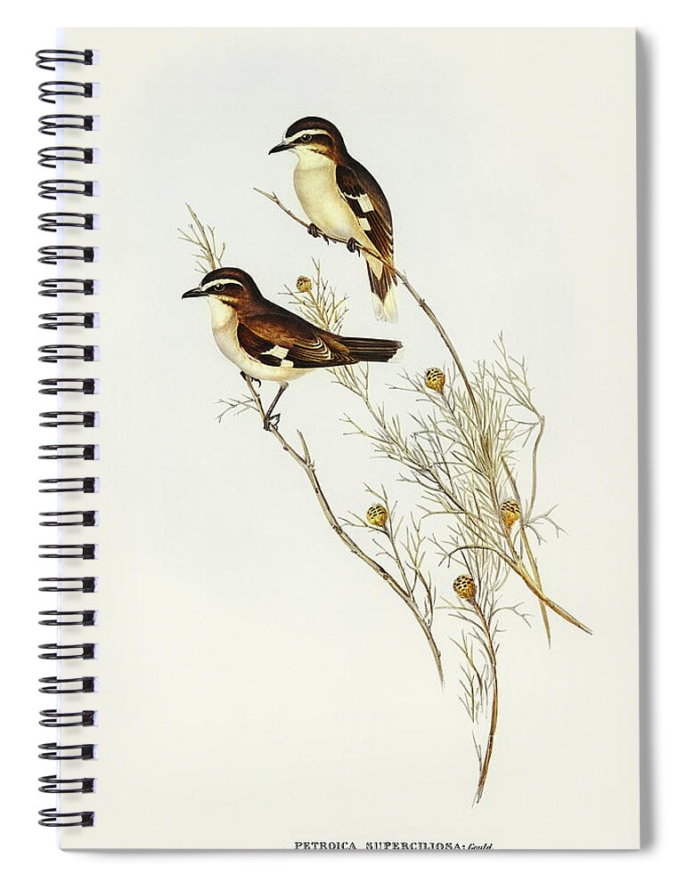 White-eyebrowed Robin Spiral Notebook featuring the drawing White-eyebrowed Robin, Petroica superciliosa by John Gould