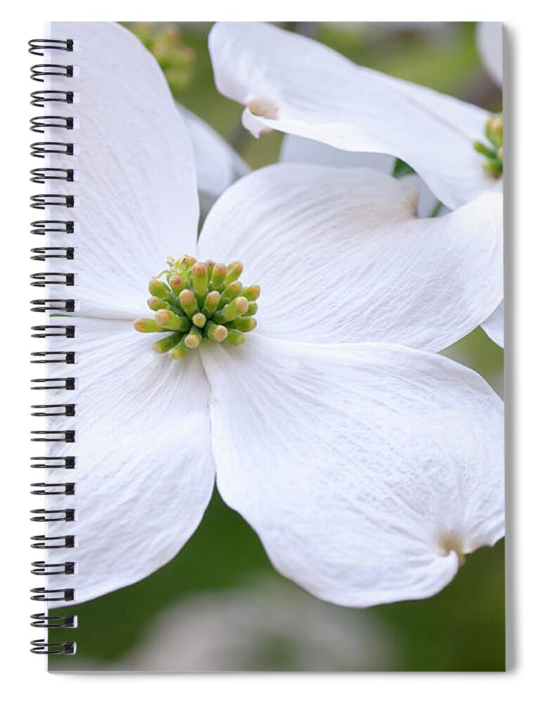 Jenny Rainbow Fine Art Photography Spiral Notebook featuring the photograph White Flowers Of Cornus Florida 2 by Jenny Rainbow