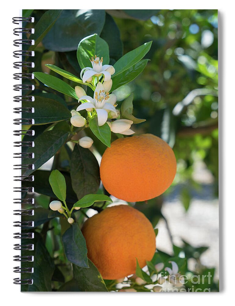 Orange Blossom Spiral Notebook featuring the photograph White orange blossom, fruits and floral beauty in the mediterranean sunlight by Adriana Mueller