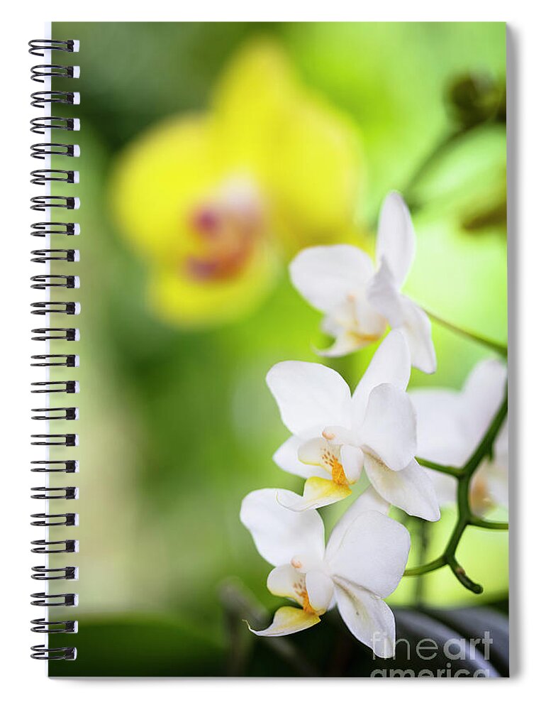 Background Spiral Notebook featuring the photograph White Orchid Flowers by Raul Rodriguez